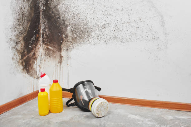 Best Home Mold Removal  in Colusa, CA