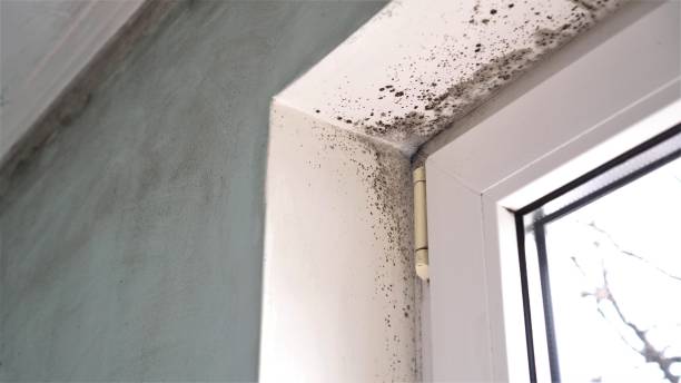 Best Mold Cleaning Services  in Colusa, CA