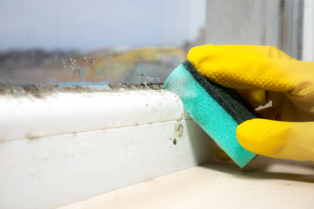 Best Toxic Mold Removal  in Colusa, CA